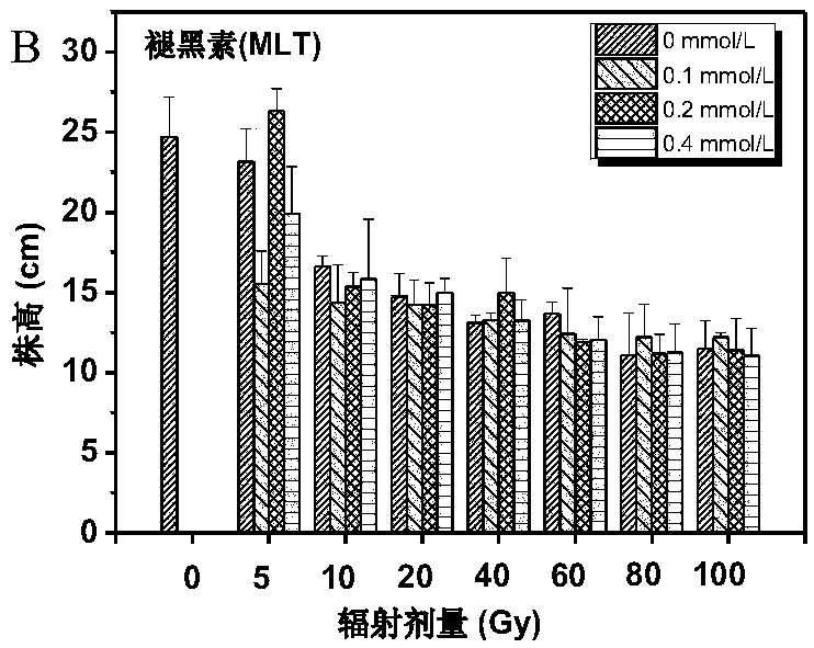 Method for &lt;60&gt;Co-gamma radiation mutation breeding of new tulipa gesneriana variety with protective agent