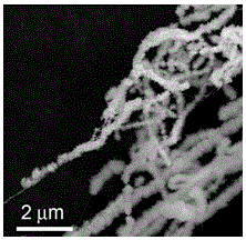 Metal sulfide-coated single-walled carbon nanotube cable and synthetic method thereof