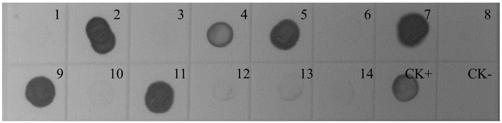 Hybridoma cell strain capable of secreting anti-Southern-bean-mosaic-virus monoclonal antibody and application of monoclonal antibody thereof