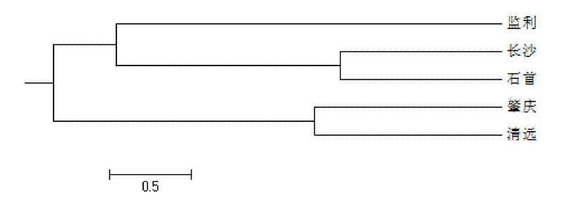 Method for classifying ctenopharyngodon idella based on expressed sequence tag-simple sequence repeats (EST-SSR) marker