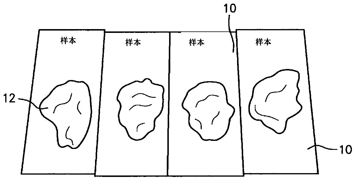 Thixotropic bingham plastic fluid contraceptive method