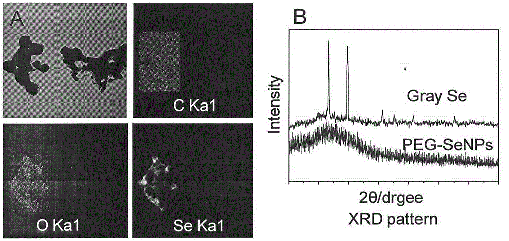 Application of nano selenium as X-ray radiation therapy sensitizer