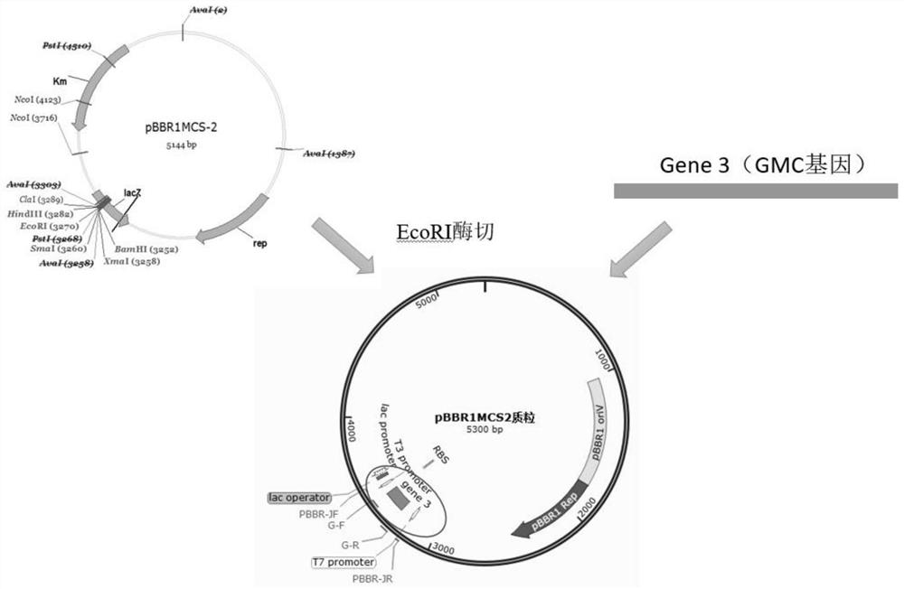 Novel resistant gene of chloromycetin and application of novel resistant gene of chloromycetin