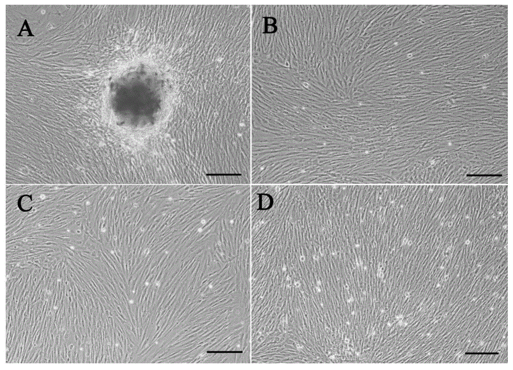 Construction and application method of cynoglossus semilaevis pseudo male gonad cell line