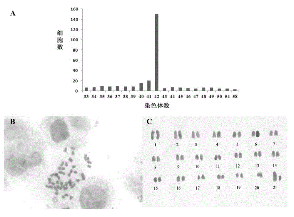 Construction and application method of cynoglossus semilaevis pseudo male gonad cell line