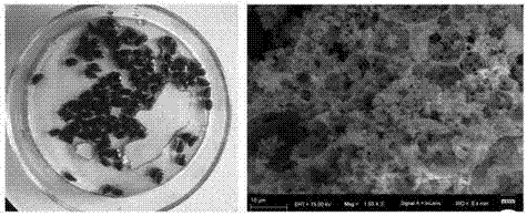 Preparation method of porous magnetic polymeric microspheres containing active polymerization sites