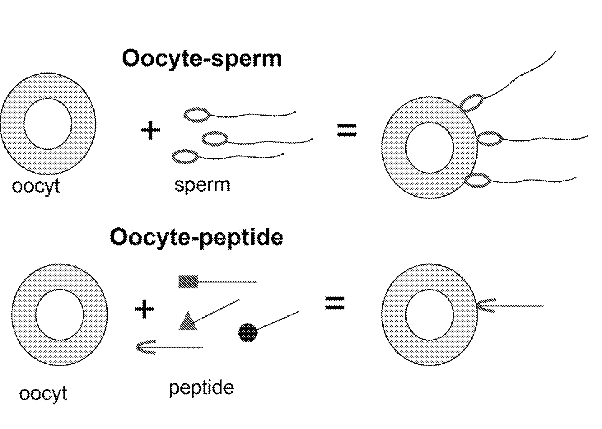 Methods, Compositions, and Sequences of ZP-Binding Peptides for Immunocontraception of Dogs and Other Animals