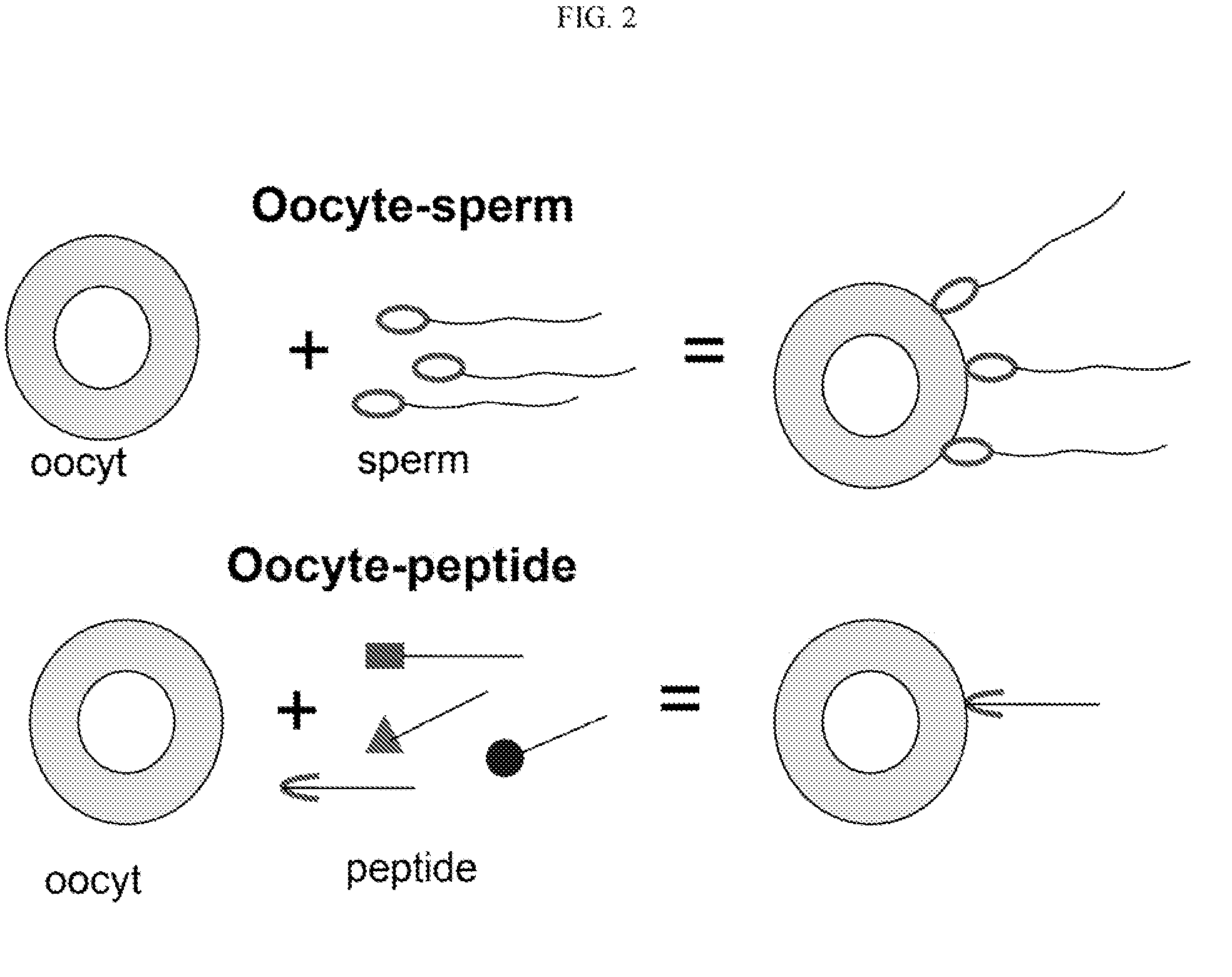 Methods, Compositions, and Sequences of ZP-Binding Peptides for Immunocontraception of Dogs and Other Animals