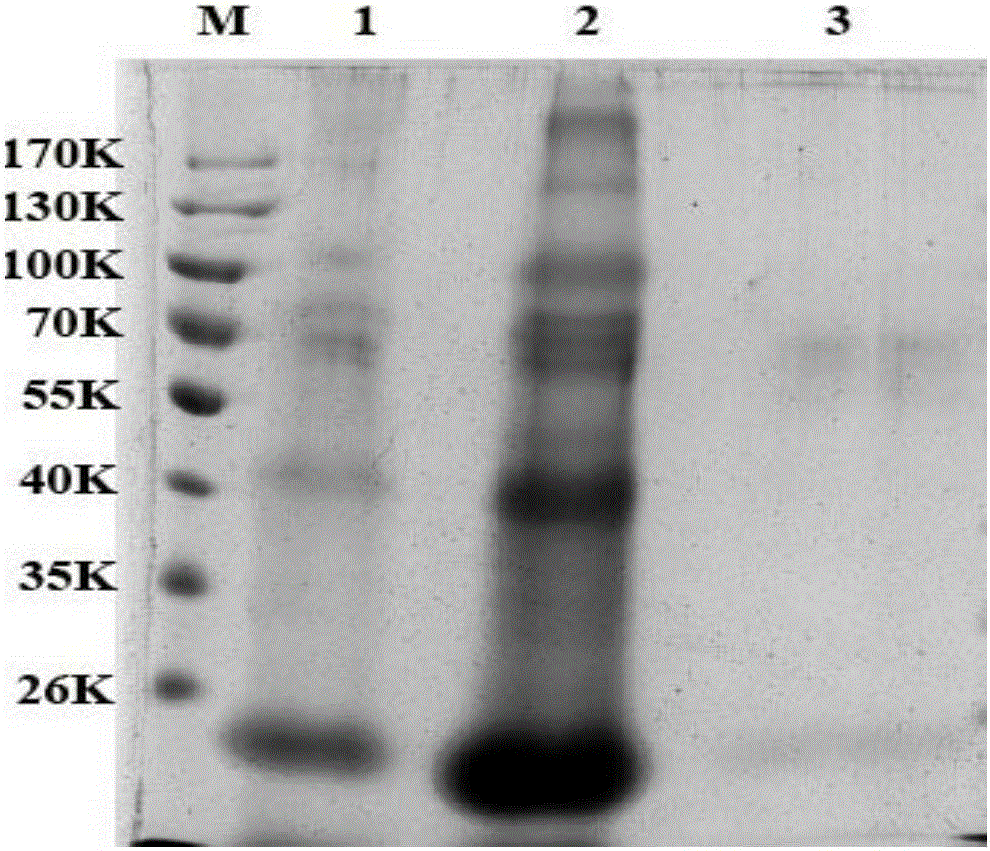 Method for large-scale purification of recombinant human apolipoprotein Apoa-I
