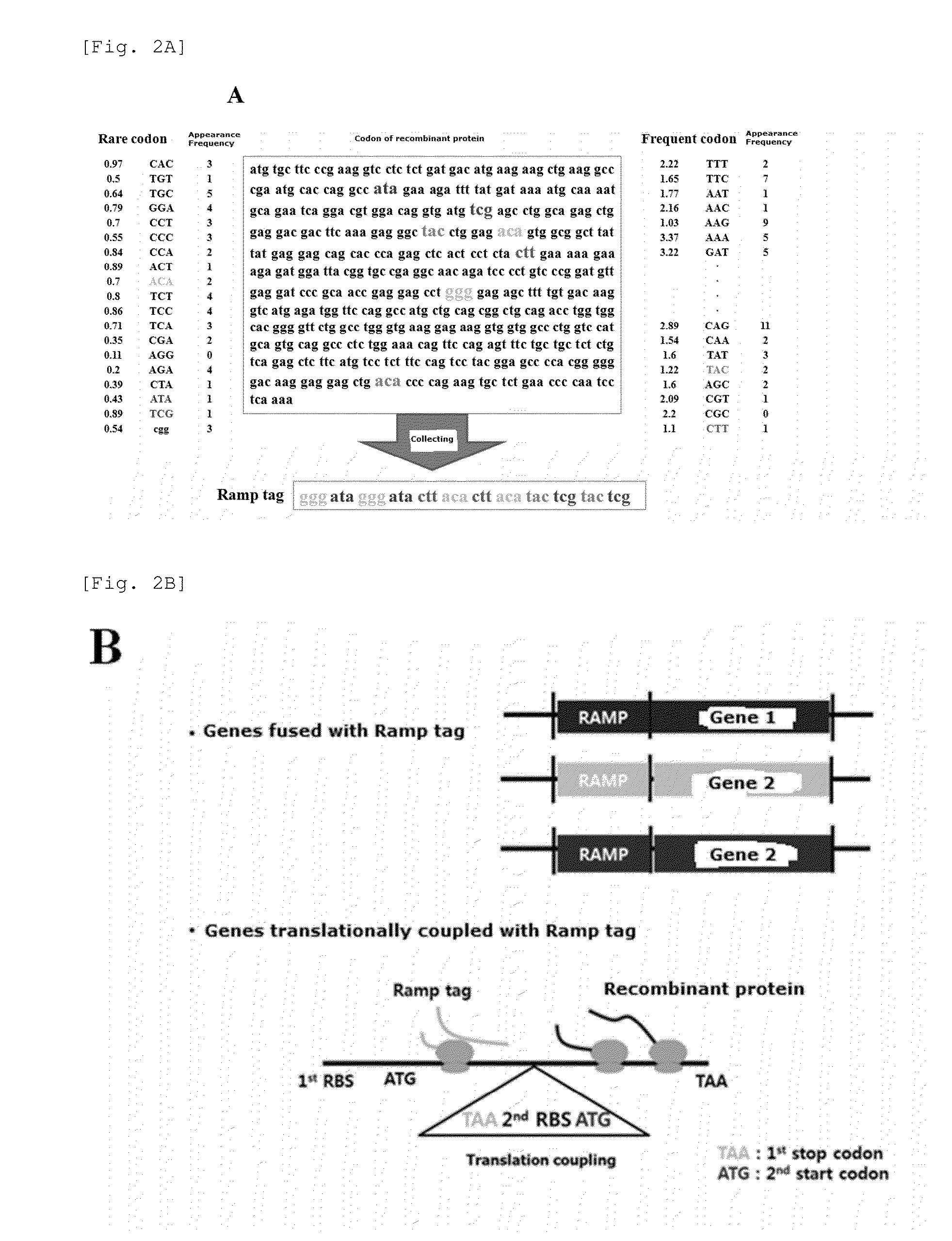 Universal protein overexpression tag comprising ramp function, and application thereof