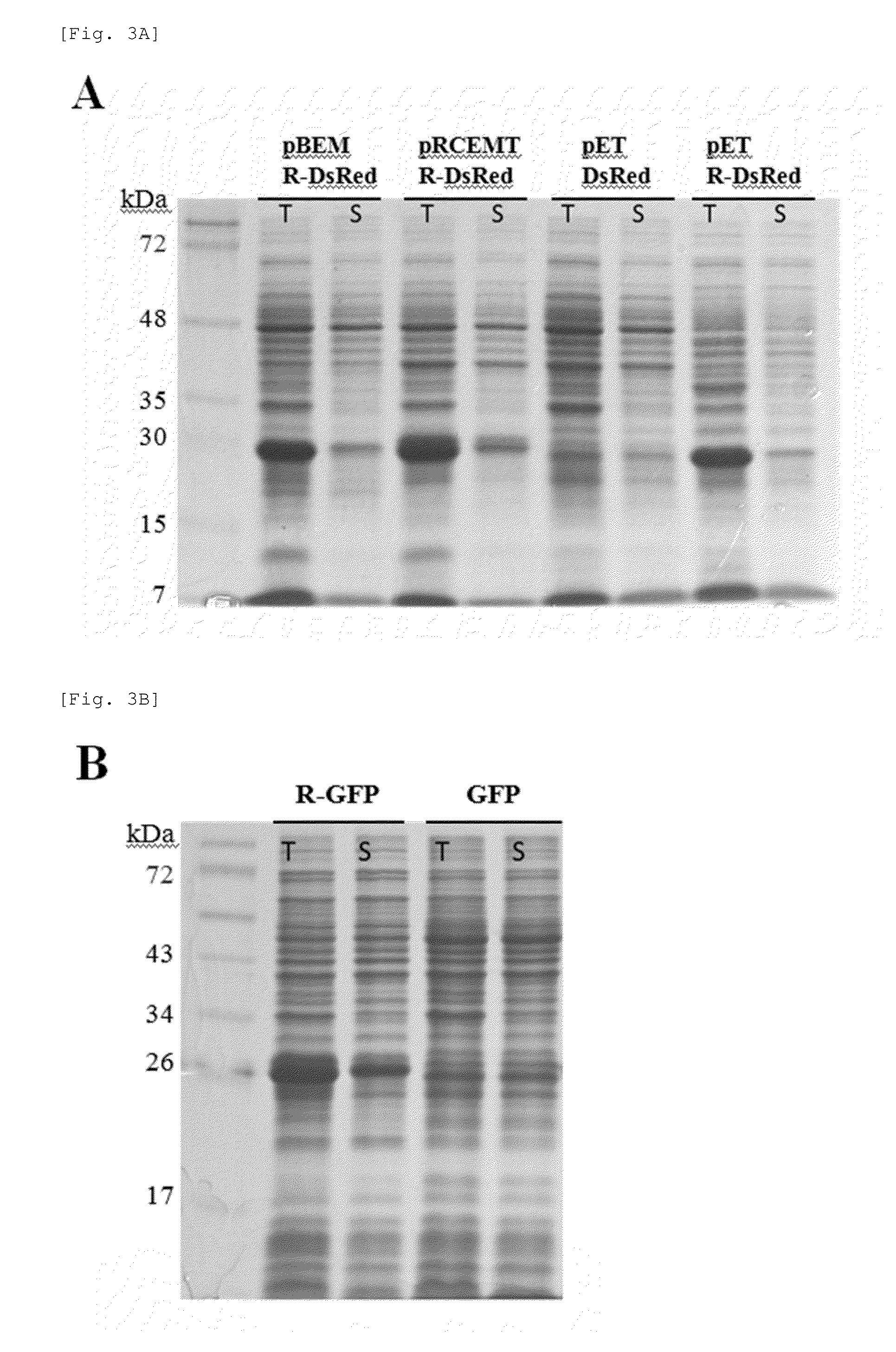 Universal protein overexpression tag comprising ramp function, and application thereof