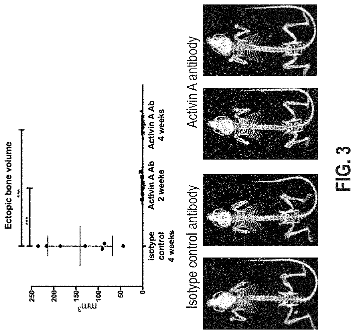 Rodent model of fibrodysplasia ossificans progressiva