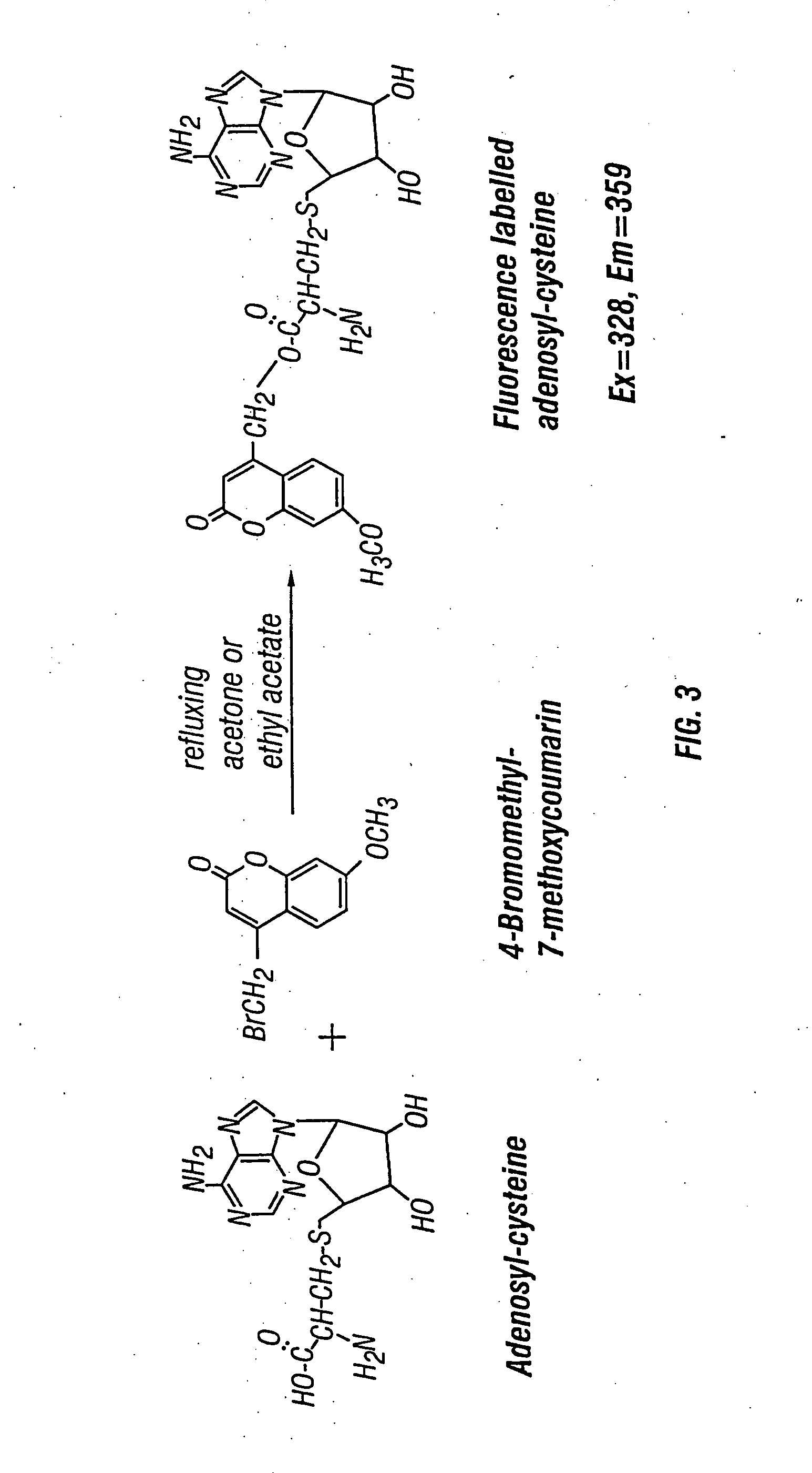 Methods and compositions for assaying homocysteine
