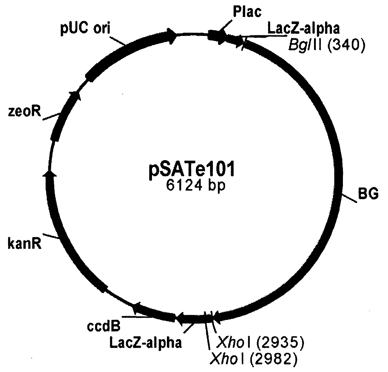 Variants of Beta-Glucosidase