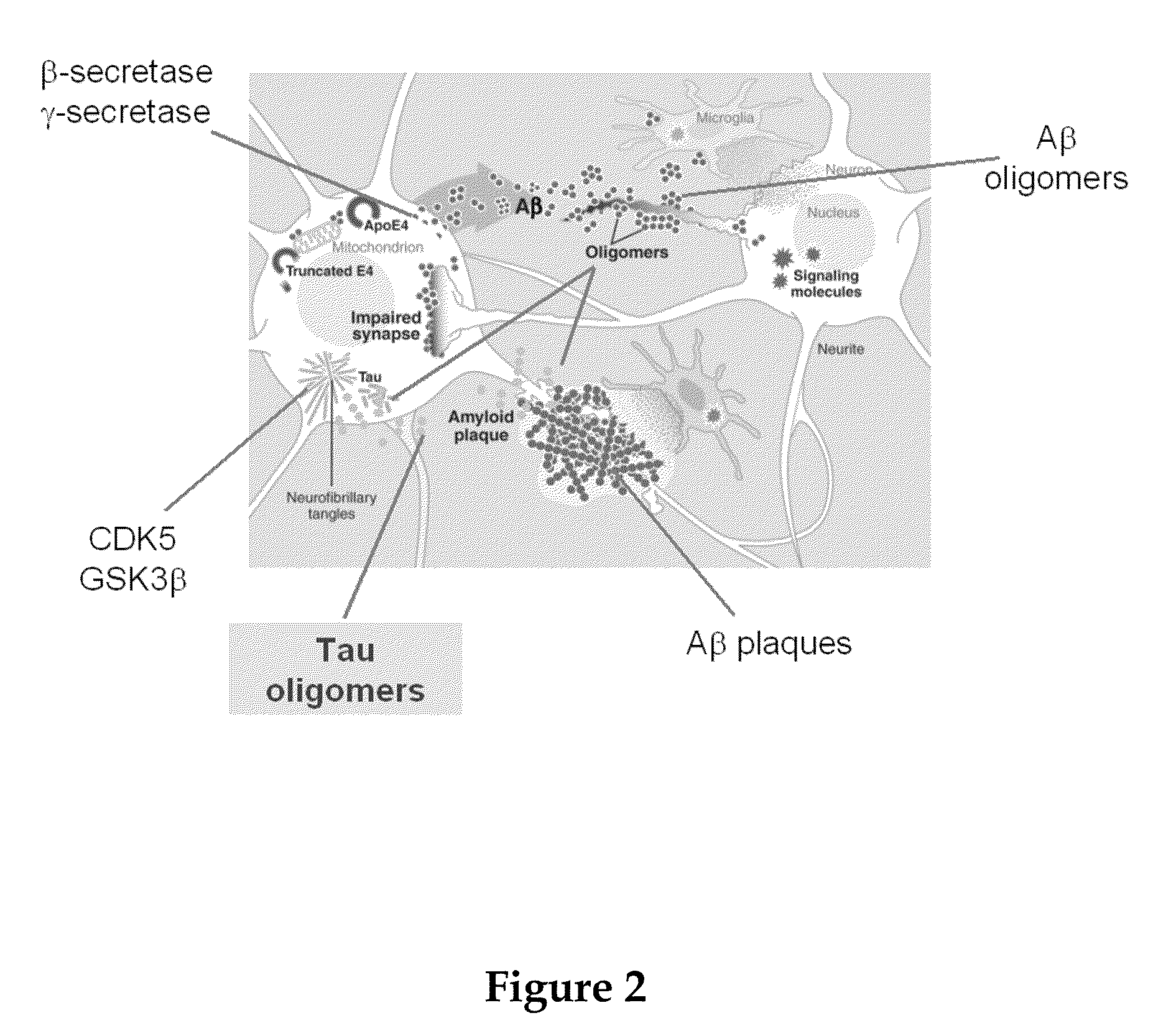 Tau protein screening assay