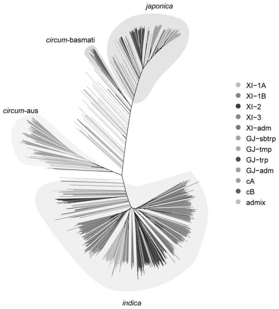 Brown planthopper resistant gene Bph41 as well as encoding protein and application thereof