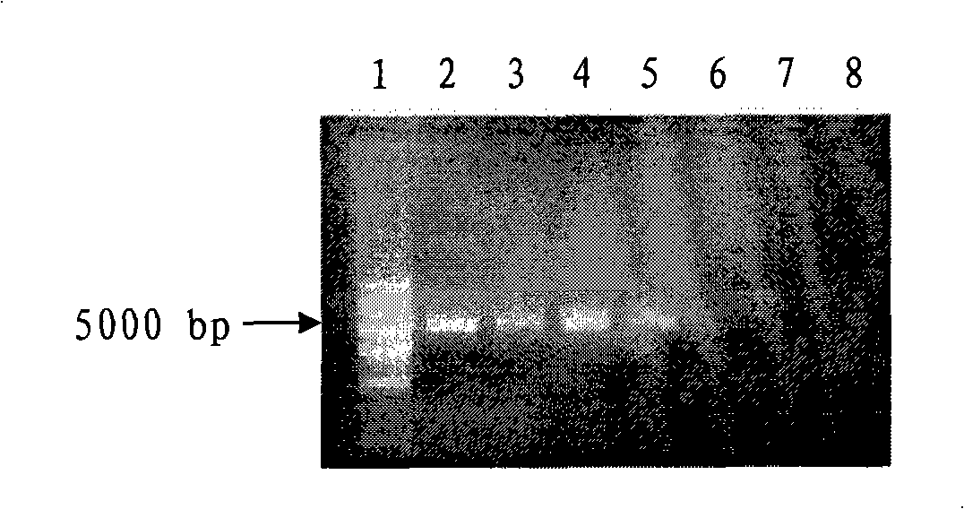Simulating retrovirus of target tumor, and preparation and use thereof