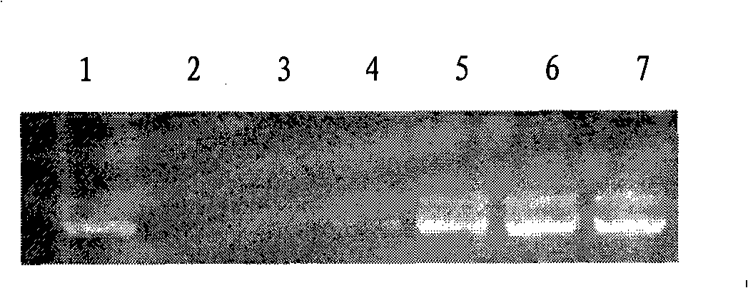 Simulating retrovirus of target tumor, and preparation and use thereof