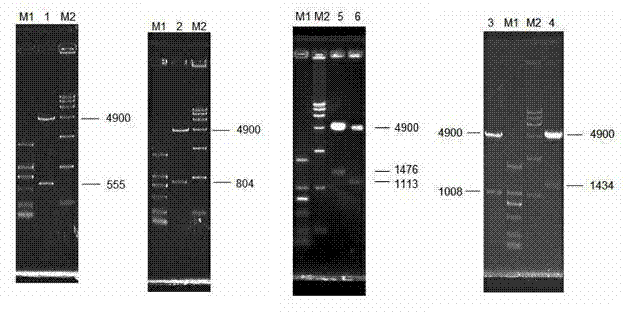 Propionibacterium acnes protein with immune protection function and application of coding genes of Propionibacterium acnes protein