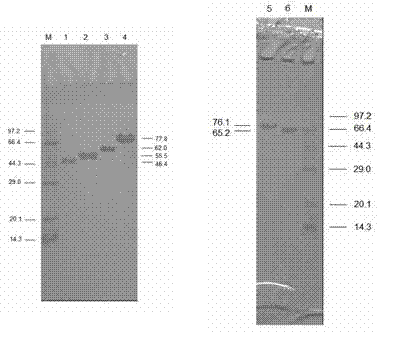 Propionibacterium acnes protein with immune protection function and application of coding genes of Propionibacterium acnes protein