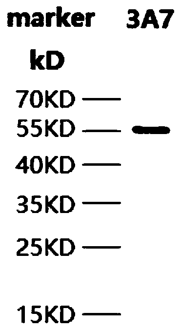 A kind of anti-PD-L1 antibody and application, preparation method, kit and medicine