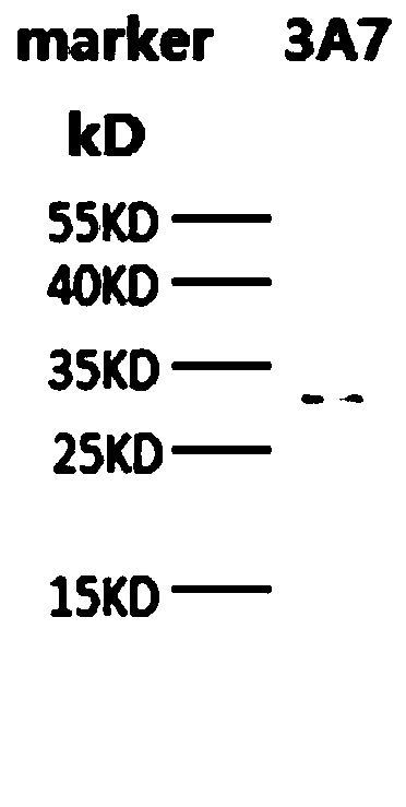 A kind of anti-PD-L1 antibody and application, preparation method, kit and medicine