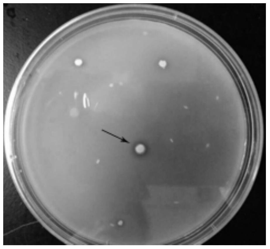 A special compound microbial agent for eliminating the obstacle of Pseudostellaria heterophylla and its preparation method