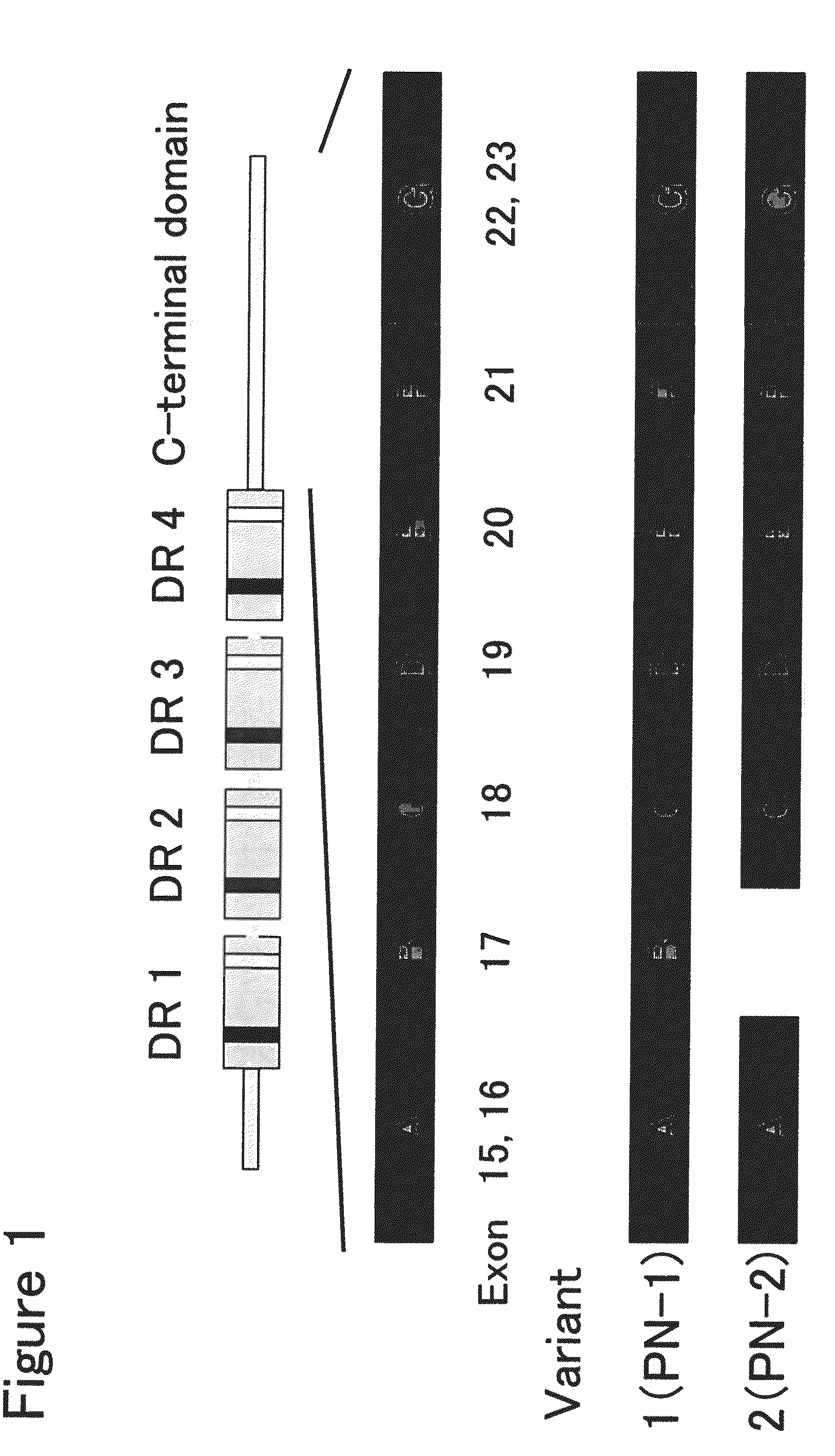 Antibody Against Periostin, and a Pharmaceutical Composition comprising it for Preventing or Treating a Disease in which Periostin is Involved