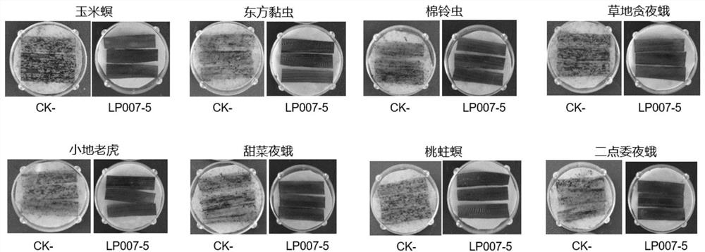 Transgenic Zea mays L. event LP007-5 and detection method thereof