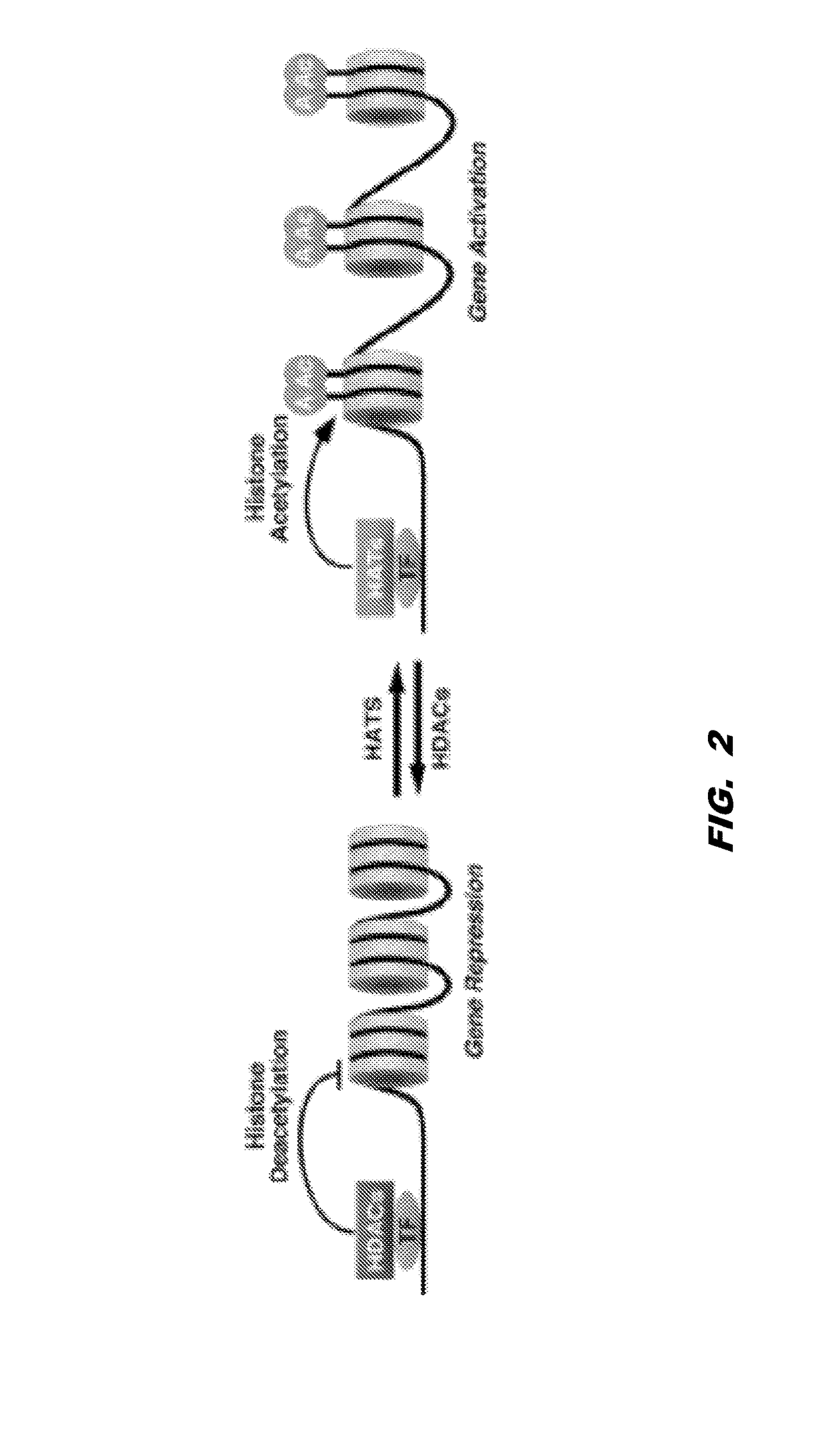 Histone acetyltransferase modulators and uses thereof