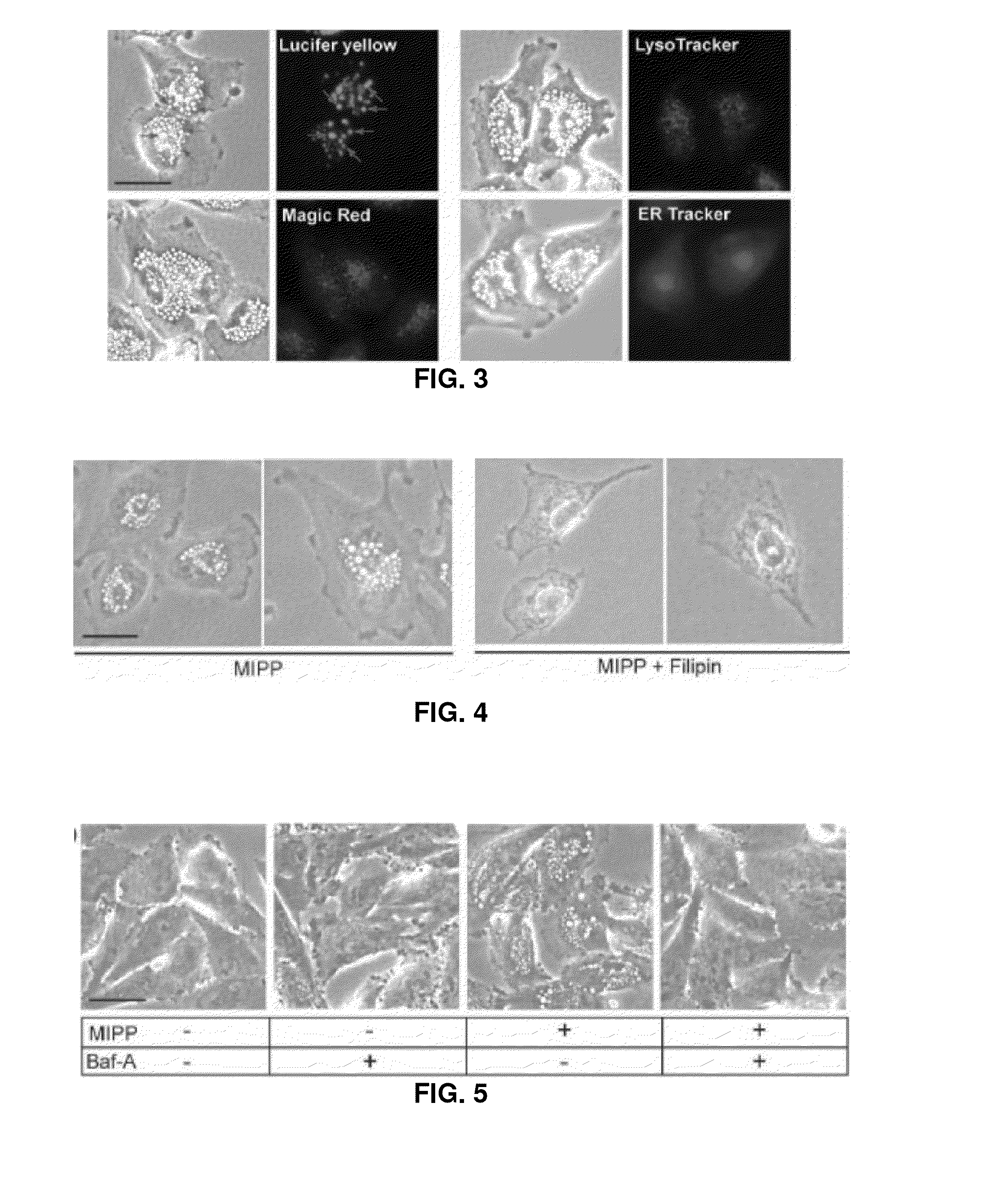 Materials and Methods Useful to Induce Vacuolization, Cell Death, or a Combination Thereof
