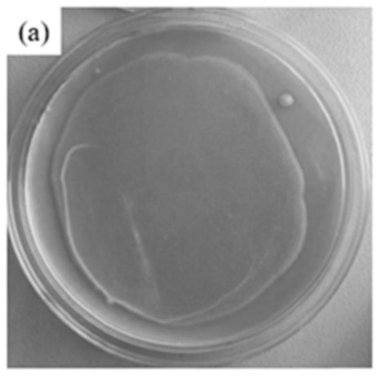 Biological bacteriostatic agent for emulsified water-based metal working fluid and preparation method thereof