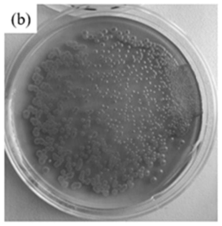 Biological bacteriostatic agent for emulsified water-based metal working fluid and preparation method thereof