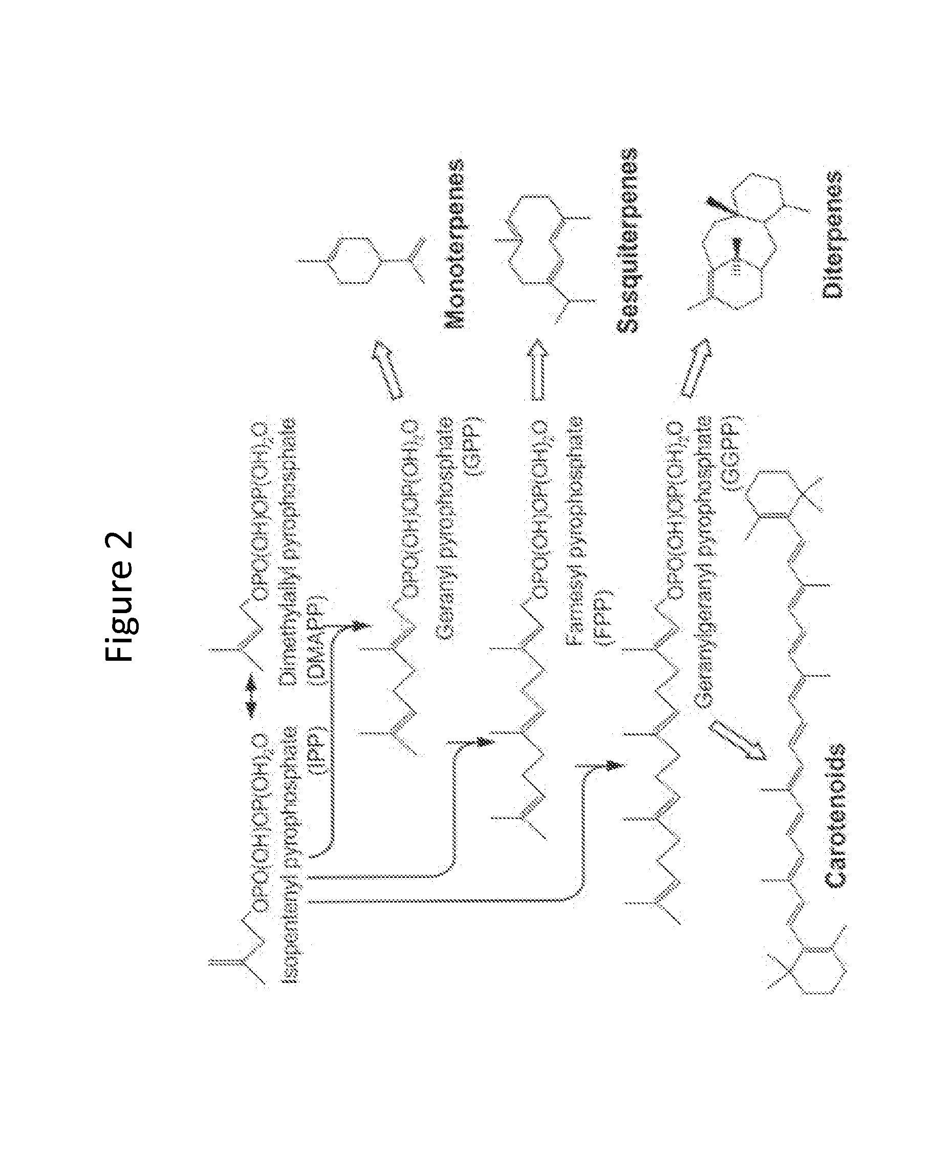Methods for stabilizing production of acetyl-coenzyme a derived compounds
