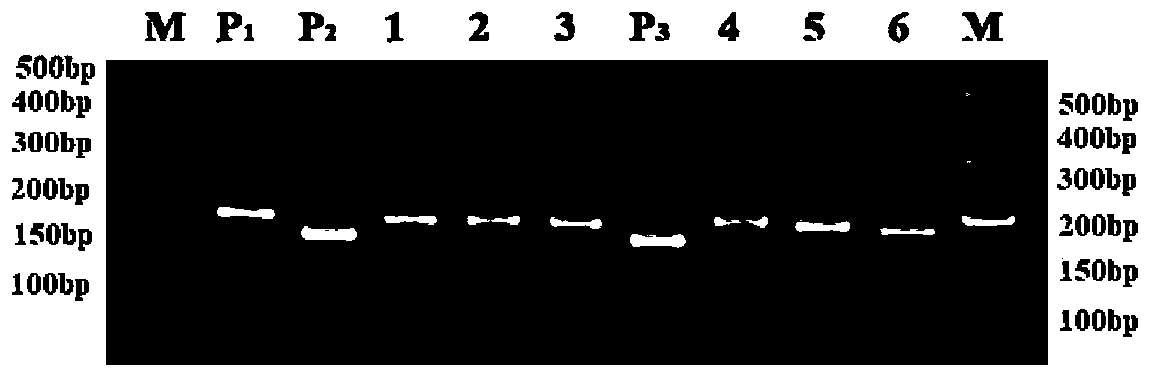 dCAPS (derived cleaved amplified polymorphic sequences) molecular marking method for rapidly screening imidazolinone herbicide resistant rice