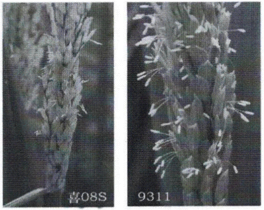 Method for selecting and breeding high-quality photo-thermo-sensitive two-line sterile lines by induced mutation of restoring lines