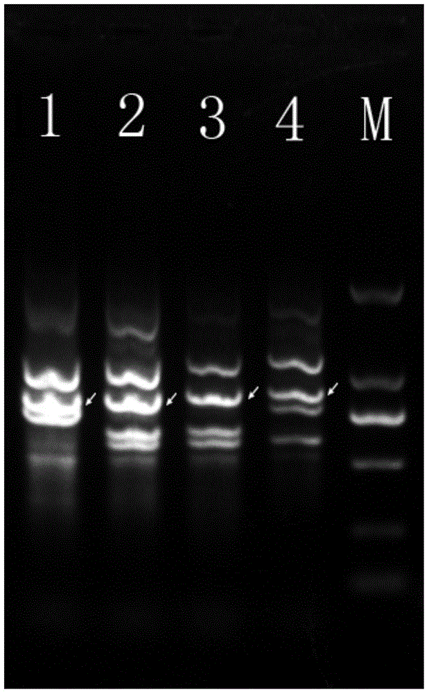 A specific molecular marker dna sequence of Lactobacillus casei and its use