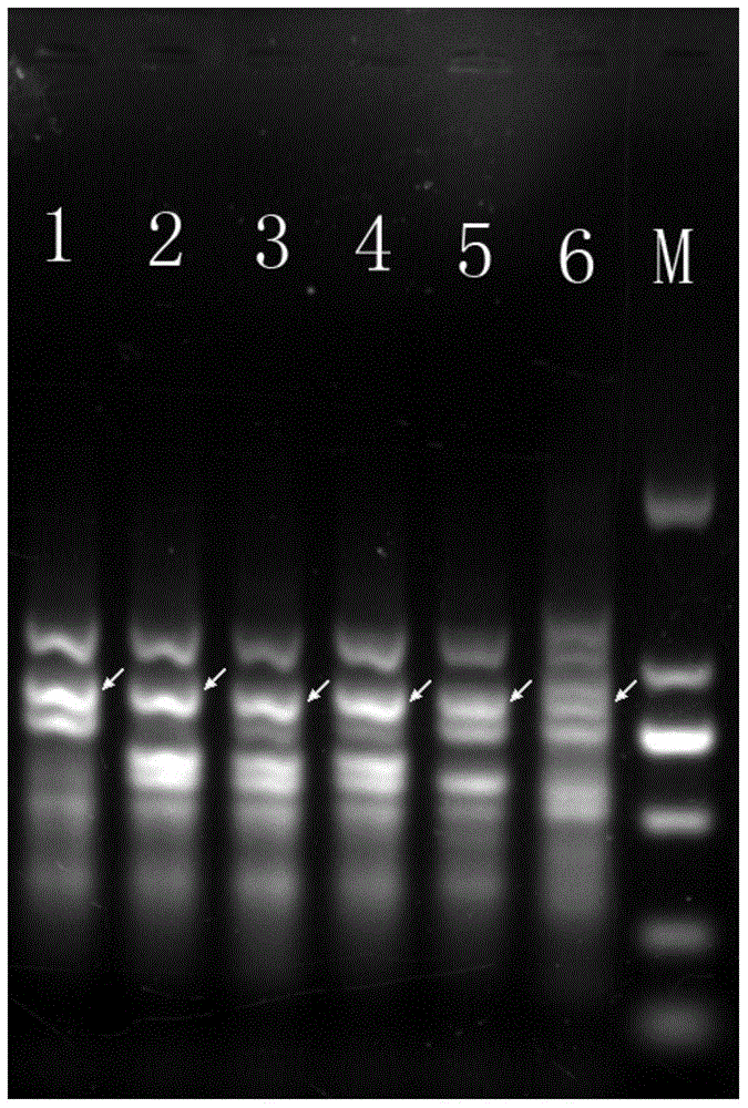 A specific molecular marker dna sequence of Lactobacillus casei and its use