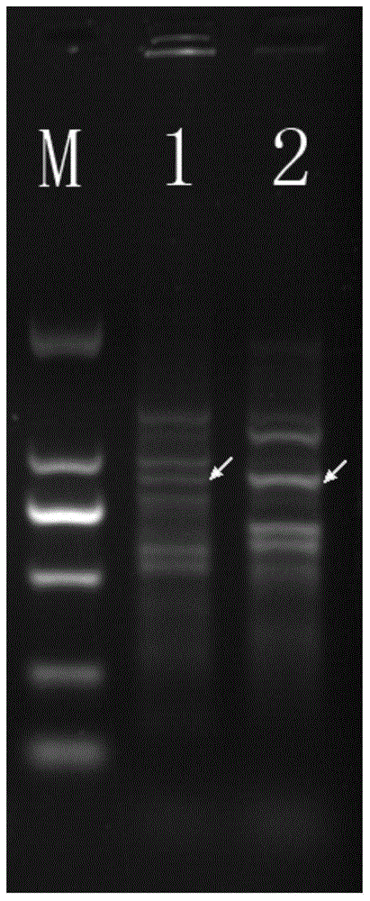 A specific molecular marker dna sequence of Lactobacillus casei and its use