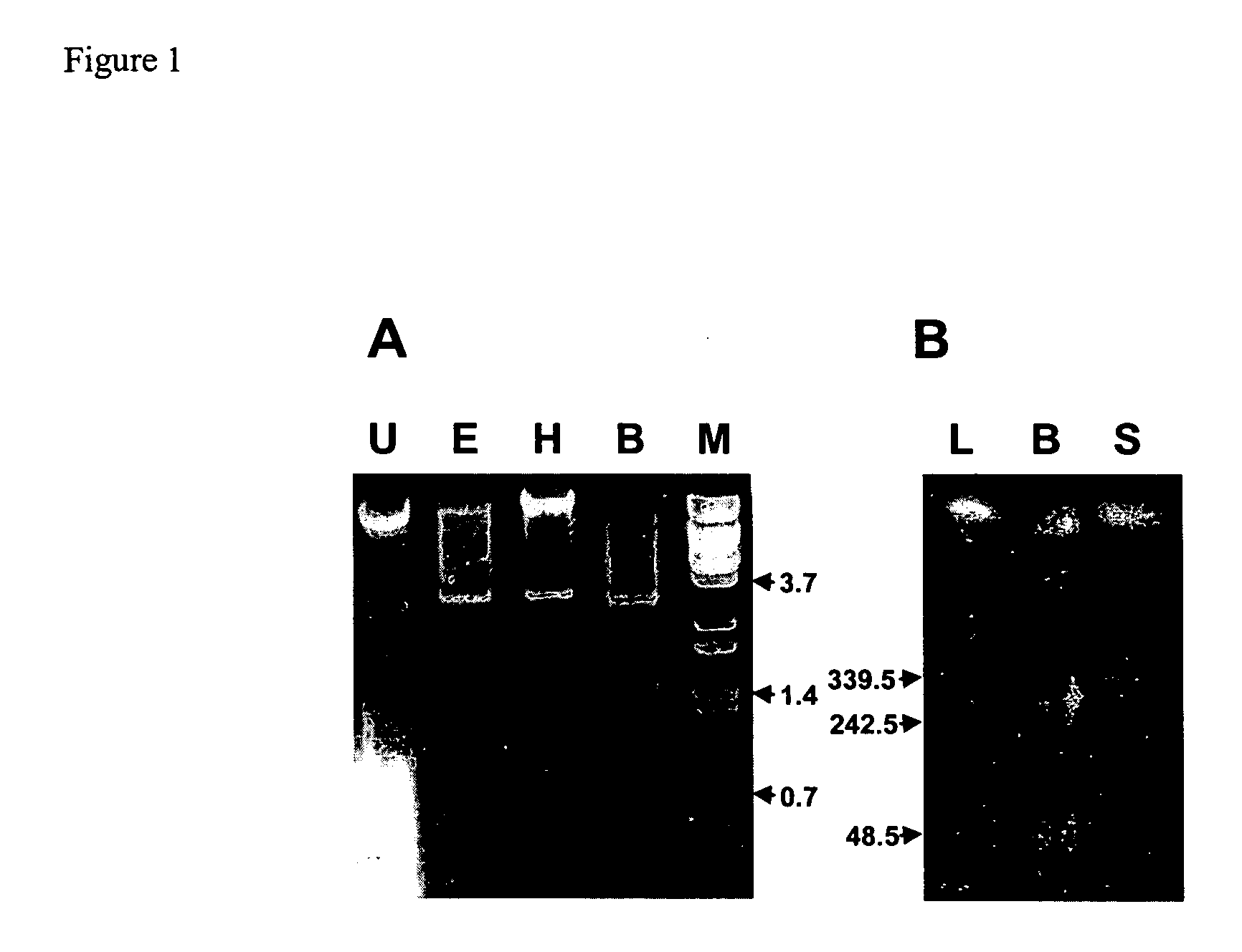 Novel compositions and methods for genetic manipulation of Rhodococcus bacteria