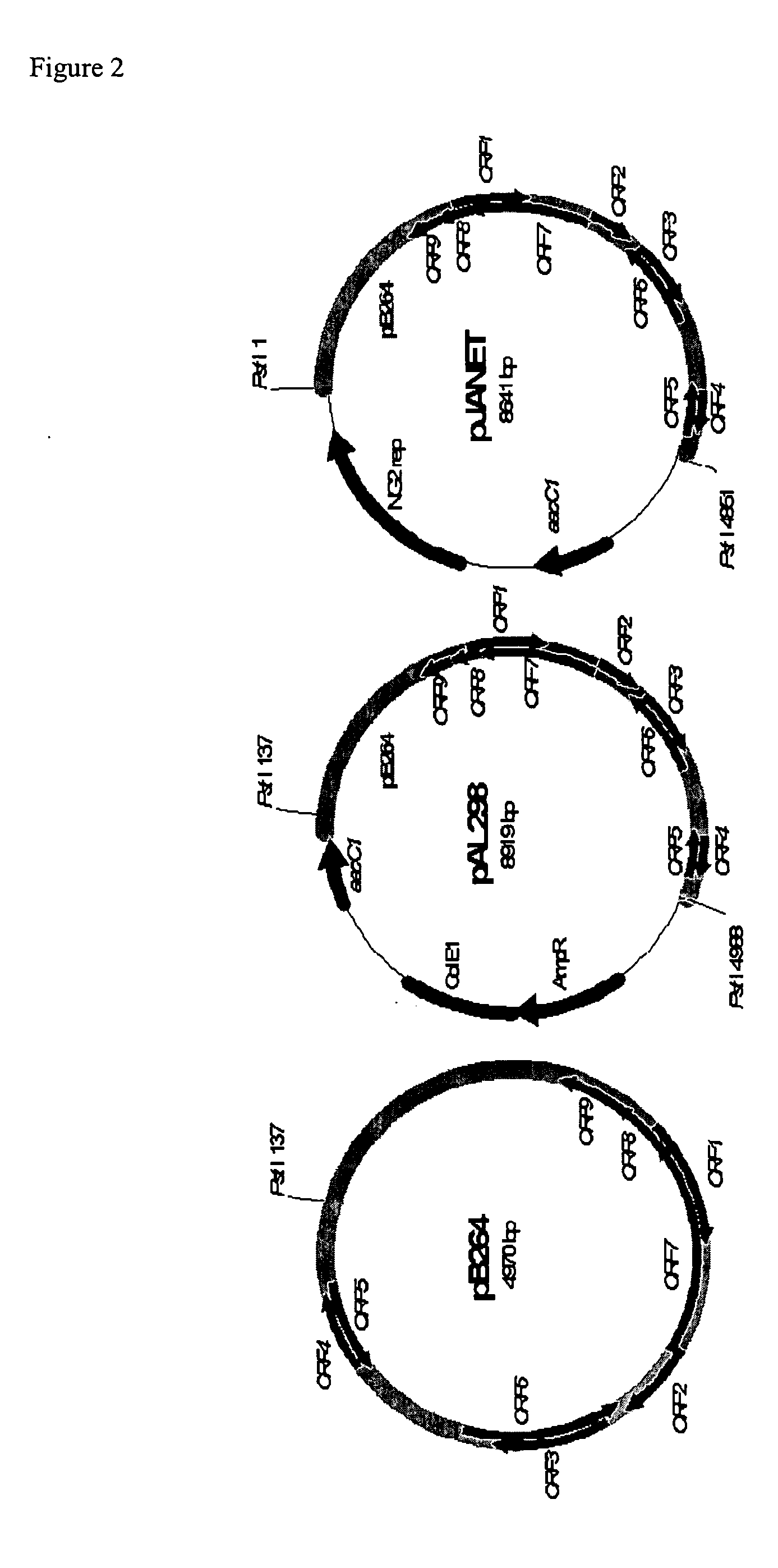 Novel compositions and methods for genetic manipulation of Rhodococcus bacteria