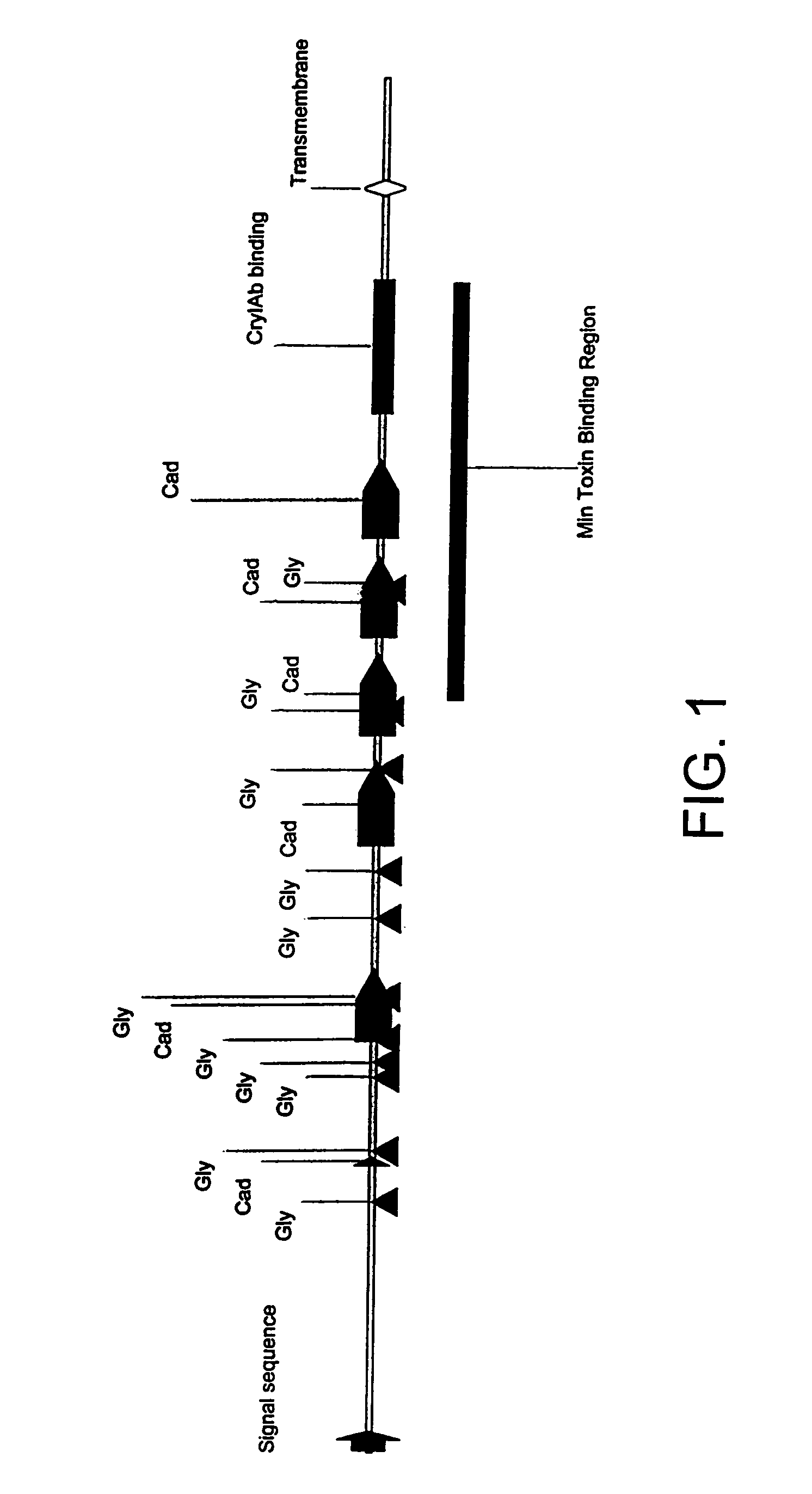Bt toxin receptors and methods of use