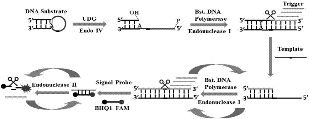 Method of detecting UDG activity by enzyme-mediated two-step serial signal amplification based on excision repair