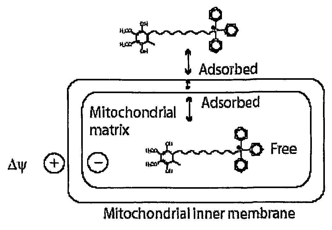 Mitoquinone Derivatives Used as Mitochondrially Targeted Antioxidants