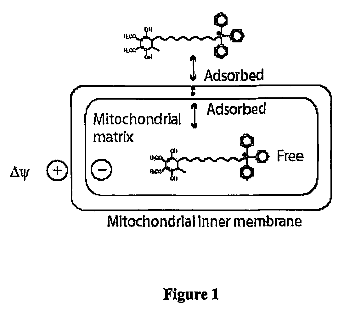 Mitoquinone Derivatives Used as Mitochondrially Targeted Antioxidants