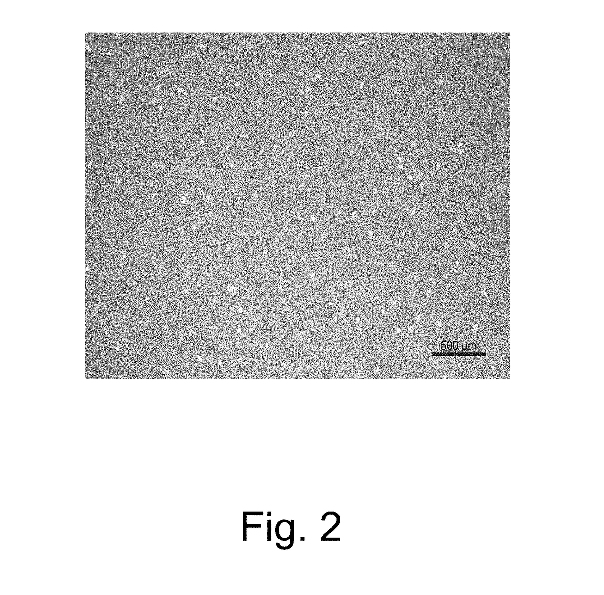 Placenta-derived potential cells and preparing method thereof