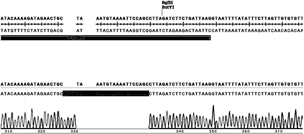 Plasmid composition, DNAPK gene knockout rat model building method and application