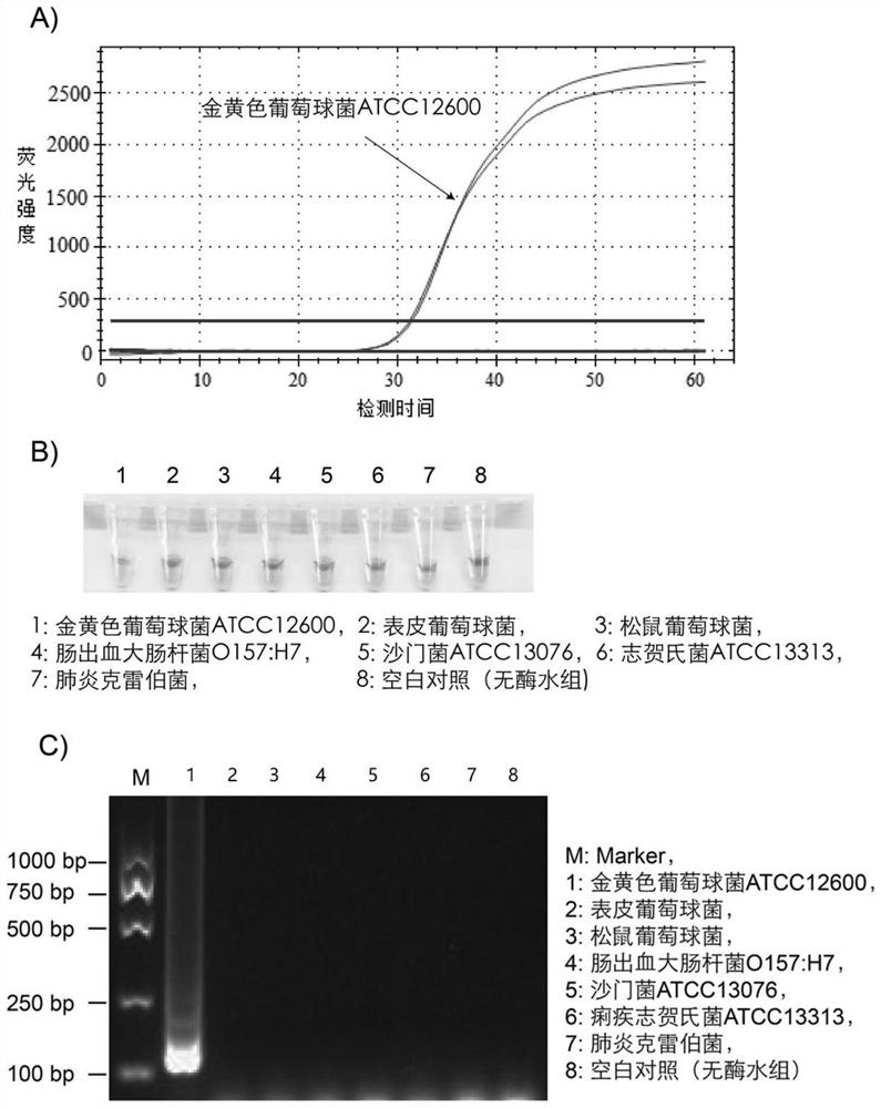 Primer group, detection method and kit for rapidly detecting Staphylococcus aureus by using LAMP technology and application