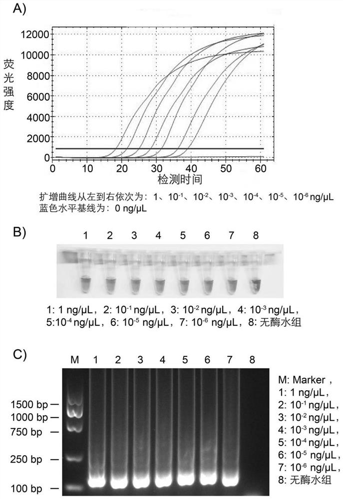 Primer group, detection method and kit for rapidly detecting Staphylococcus aureus by using LAMP technology and application