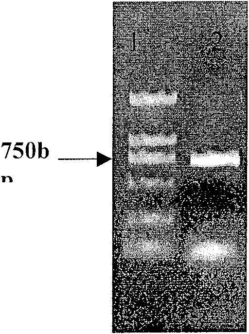 Method for detecting growth rate of skeletonema costatum